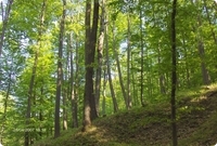 Laubwald in Rum&auml;nien