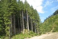 Nadelwald in Rum&auml;nien